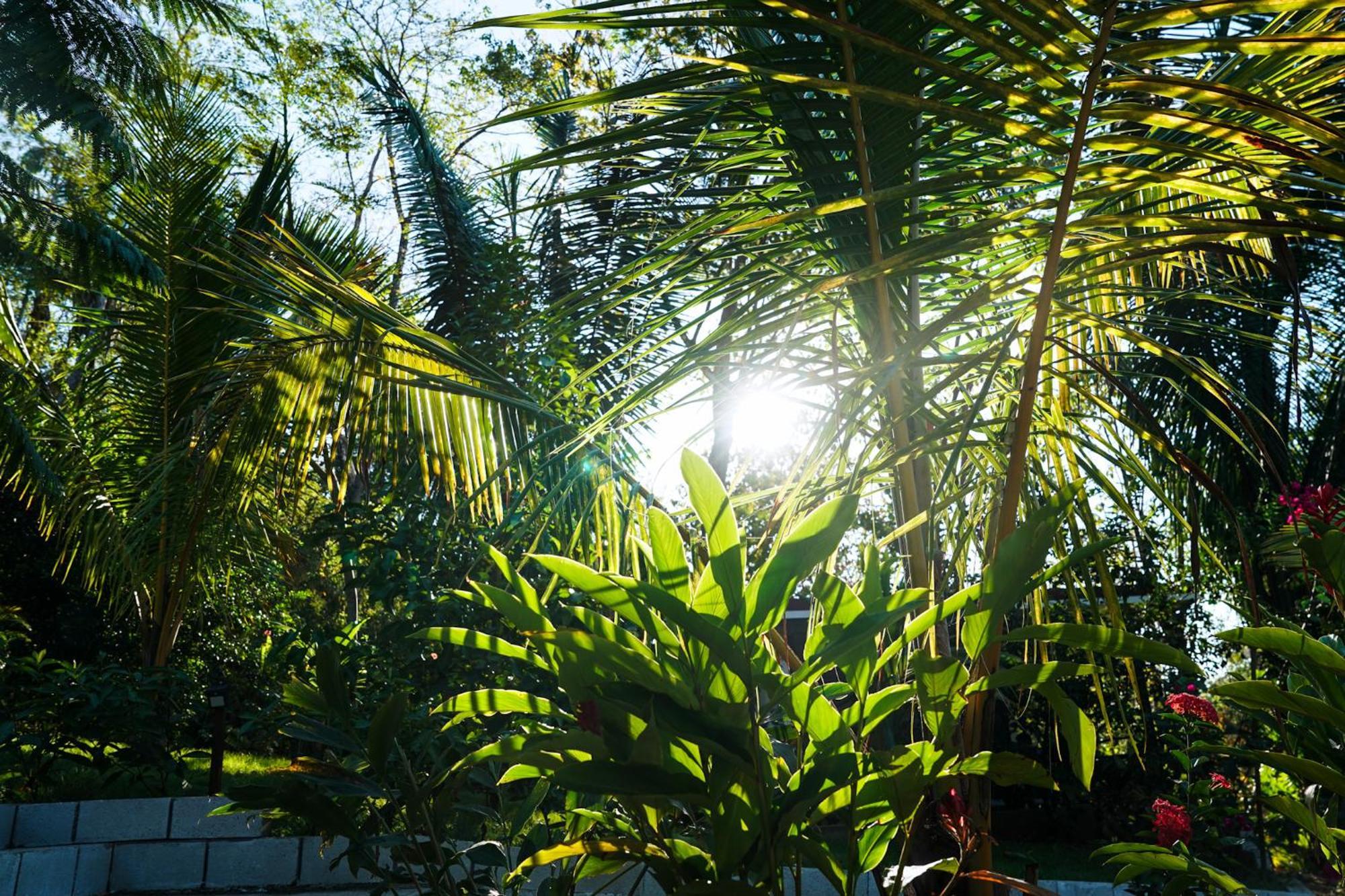 House In The Palm Forest Puerto Carrillo Kültér fotó